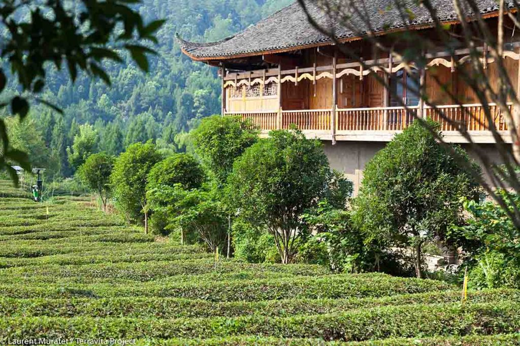 Champs de thé bio & équitable - Hunan, Chine